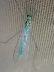 Nephrotoma virescens