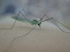 Nephrotoma virescens