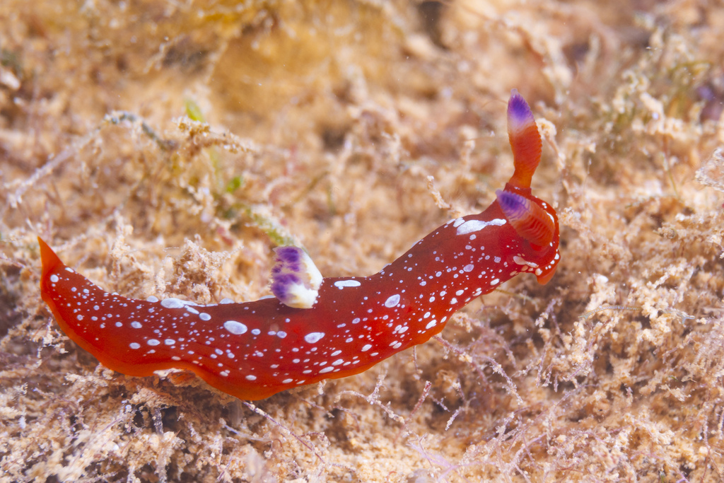 Martadoris