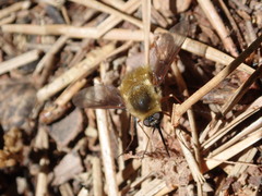 Bombylius mexicanus