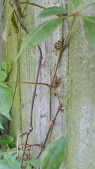 Parthenocissus quinquefolia