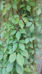 Parthenocissus quinquefolia
