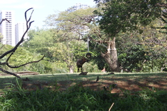 Tragelaphus eurycerus