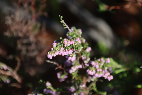 Image of Erica mauritanica by (c) Tony Rebelo, some rights reserved (CC BY-SA)