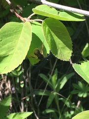 Cimbicidae