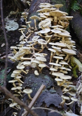 Armillaria limonea