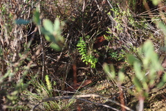 Agathosma betulina, photograph (c) Tony Rebelo, some rights reserved (CC BY-SA)