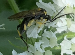 Tenthredo verticalis