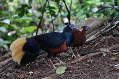 Crested Fireback photo 3
