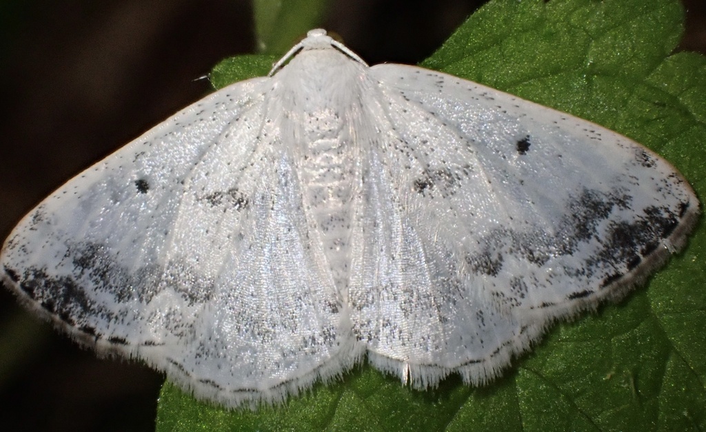 Clouded Silver
