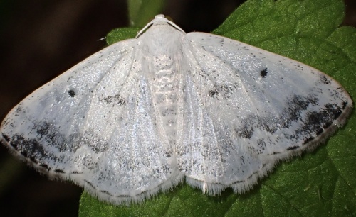 Pilkadėmis balsvasprindis nuotrauka