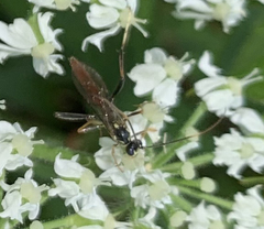 Tenthredo verticalis