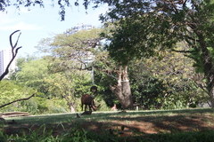 Tragelaphus eurycerus