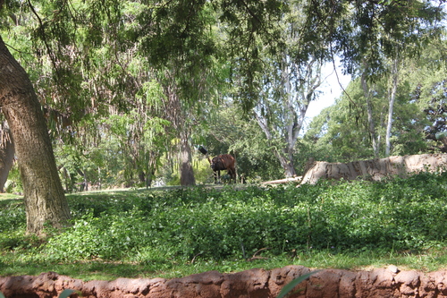 Tragelaphus eurycerus