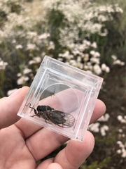 Clidophleps