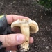 Agrocybe smithii