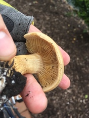 Agrocybe smithii