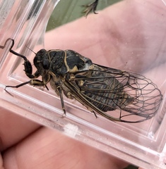 Clidophleps