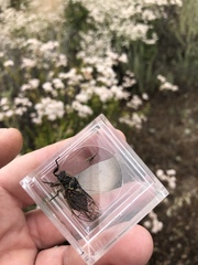 Clidophleps
