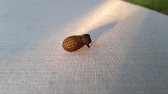 Polypleurus perforatus