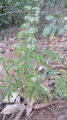 Ocimum basilicum