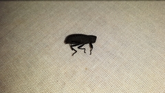 Polypleurus perforatus