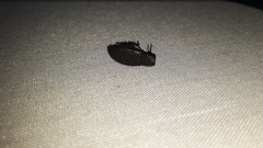 Polypleurus perforatus