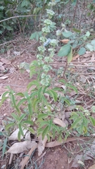 Ocimum basilicum