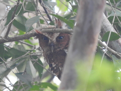 Megascops guatemalae