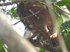 Megascops guatemalae