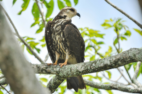 Snail Kite
