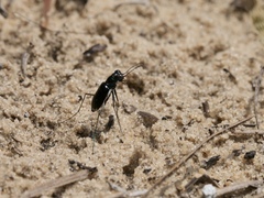 Cicindela abdominalis