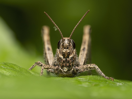 Grasshopper