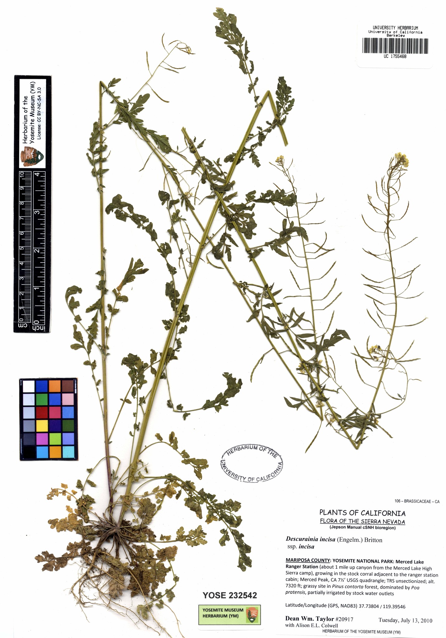 Descurainia incisa ssp. incisa
