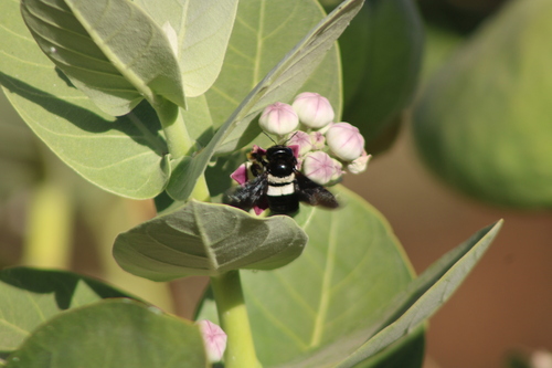 Big-headed Large Carpenter Bee