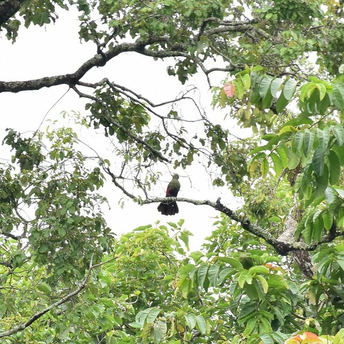 Guinea Turaco