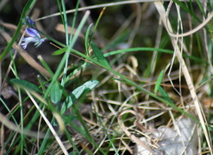 Polygala vulgaris