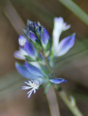 Polygala vulgaris
