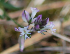 Polygala vulgaris