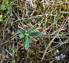 Polygala vulgaris