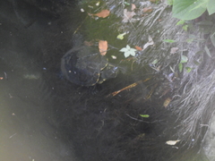 Trachemys venusta iversoni