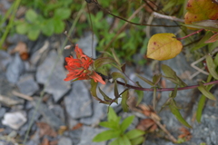 Castilleja miniata dixonii