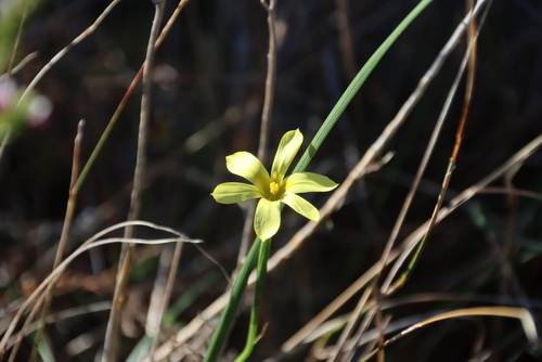 Image of Moraea collina by (c) Tony Rebelo, some rights reserved (CC BY-SA)