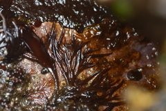 Odonthalia floccosa