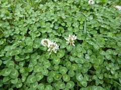 Trifolium repens