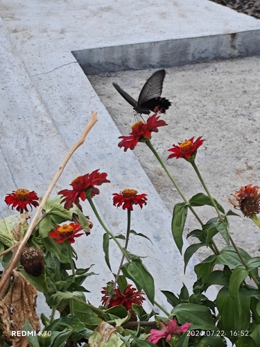 Spangle Swallowtail