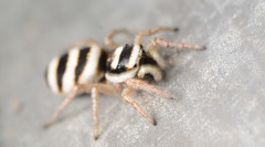 Salticus austinensis