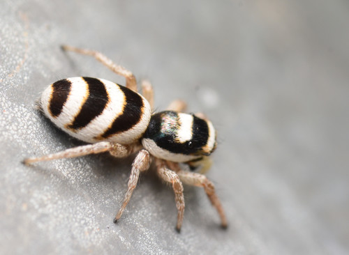 Salticus austinensis