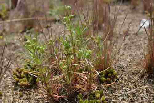 Plantago psyllium iNat (2)