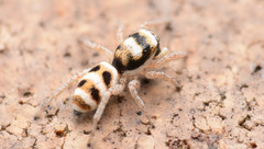 Salticus austinensis